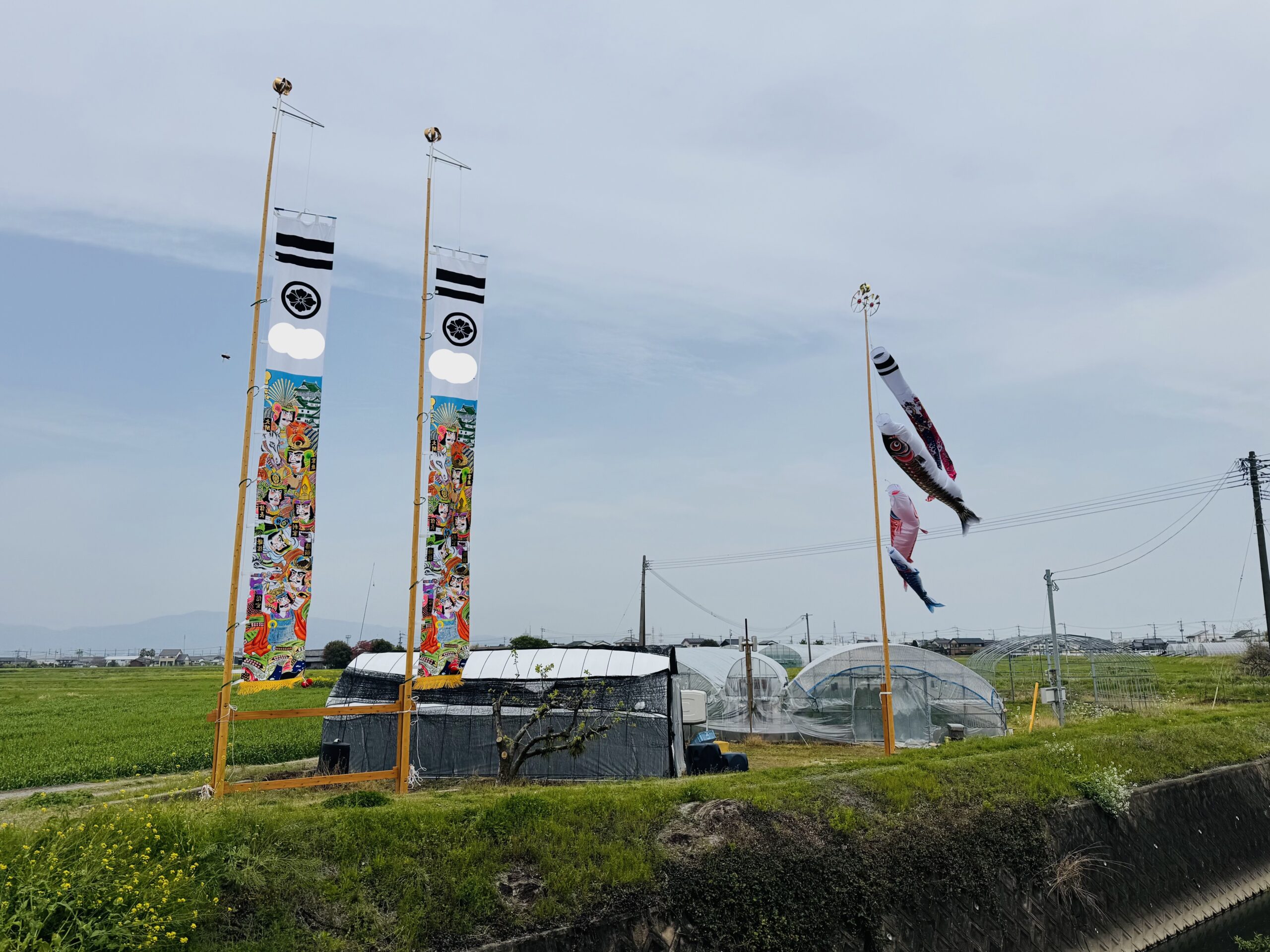 設置後に風になびく鯉のぼりと武者のぼりの様子